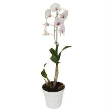 Flor Orquídea Denphalaen pote 15