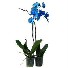 Flor Orquídea Phalaenopsis azul pote 12